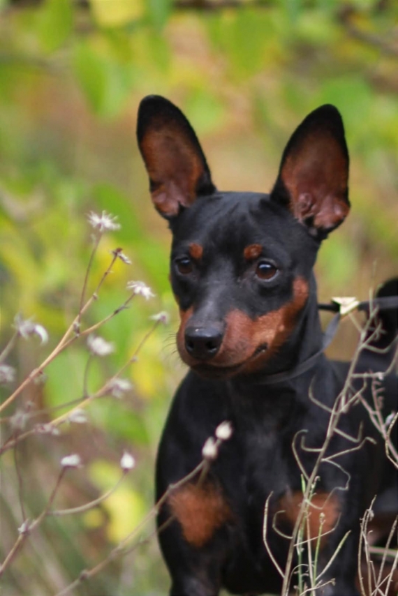 Petit mâle  né le 21/03/2026 est proposé – vendu 1500 €.