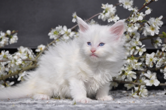 Petit mâle Maine Coon né le 12/02/2026 est proposé – vendu 1600 €.