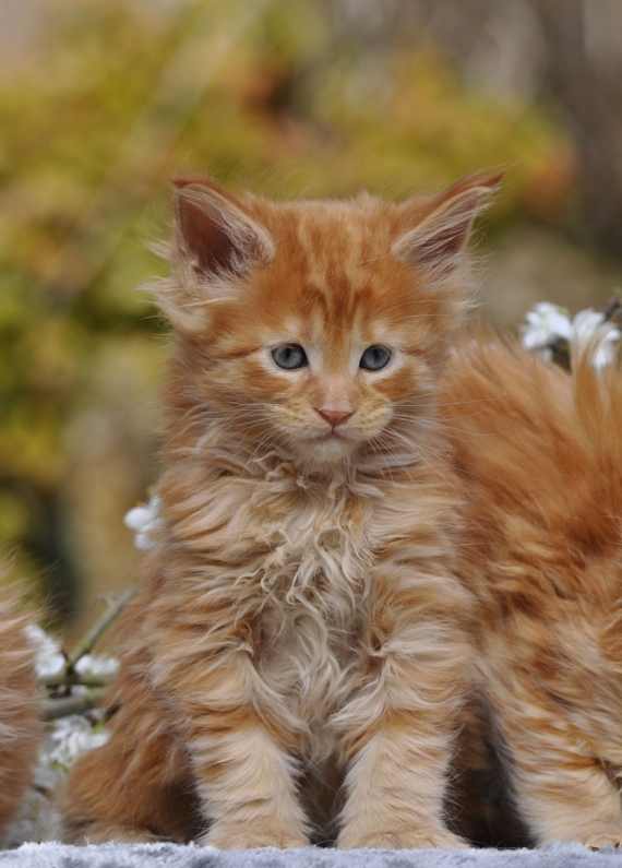 Petit mâle Maine Coon né le 12/02/2026 est proposé – vendu 1600 €.