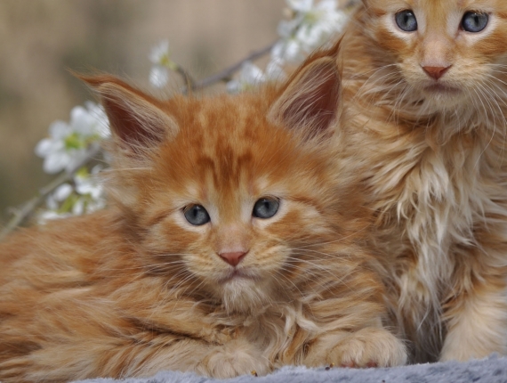 Petit mâle Maine Coon né le 12/02/2026 est proposé – vendu 1600 €.