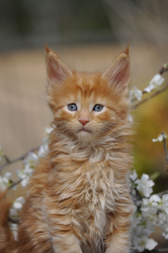 Petit mâle Maine Coon né le 12/02/2026 est proposé – vendu 1600 €.