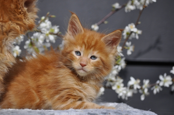 Petit mâle Maine Coon né le 12/02/2026 est proposé – vendu 1600 €.