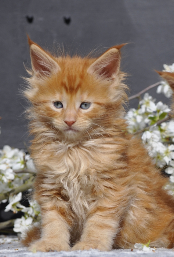 Petit mâle Maine Coon né le 12/02/2026 est proposé – vendu 1600 €.