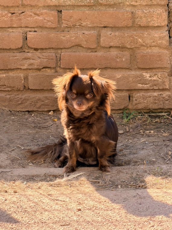 Petit mâle  né le 16/03/2026 est proposé – vendu 1050 €.