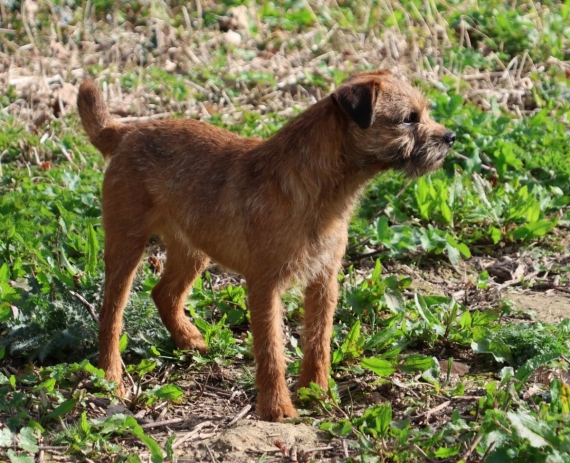 Petit mâle  né le 16/03/2026 est proposé – vendu 1500 €.