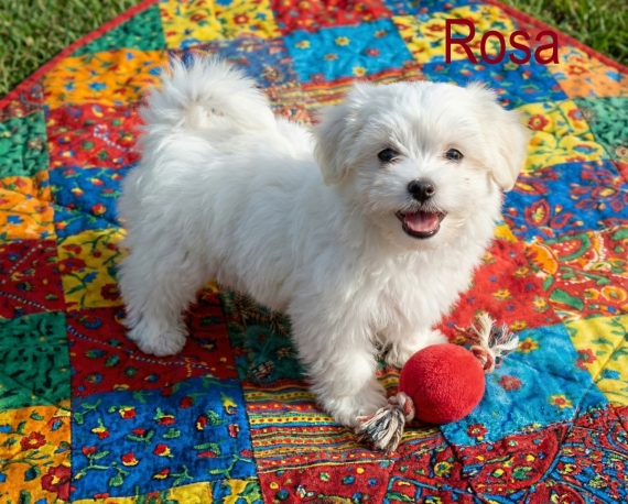 Petite femelle Coton de Tulear née le 30/12/2025 est proposée – vendue 900 €.