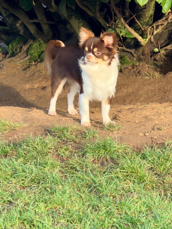 Petite femelle  née le 17/03/2026 est proposée – vendue 1100 €.