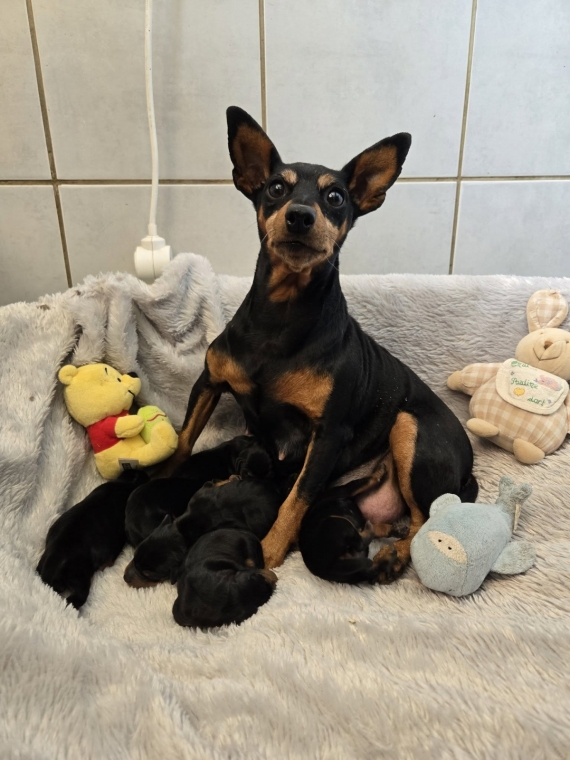 Petite femelle Pinscher Nain née le 21/03/2026 est proposée – vendue 1800 €.