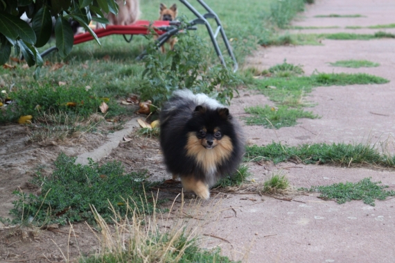 Petite femelle  née le 19/03/2026 est proposée – vendue 1550 €.