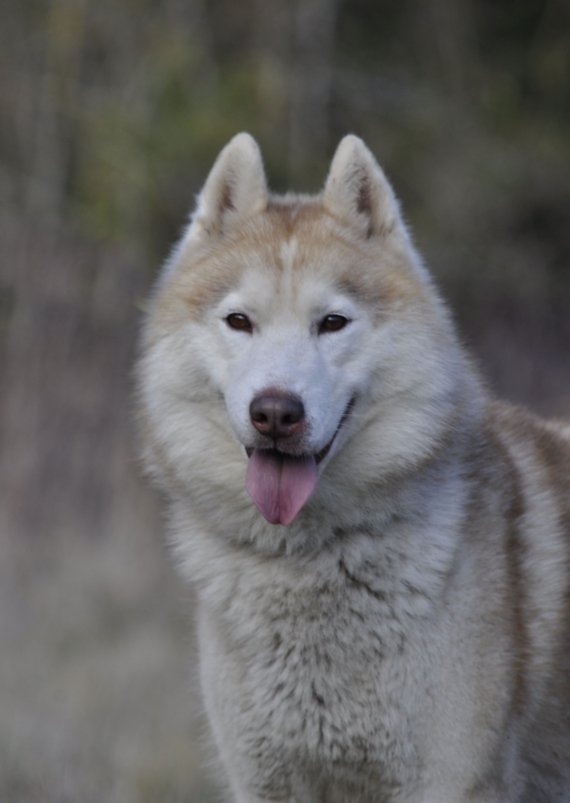 Petit mâle  né le 03/03/2026 est proposé – vendu 1800 €.