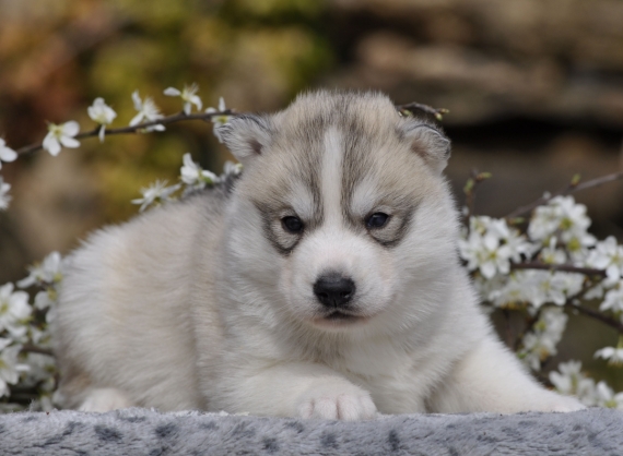 Petit mâle Husky Sibérien né le 28/02/2026 est proposé – vendu 1800 €.