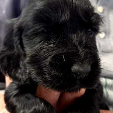 Cette petite femelle Cocker Anglais Spaniel propos�e � l'achat est n�e le 07/02/2026.