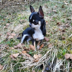 Acheter Chihuahua bébé pour 1200 €