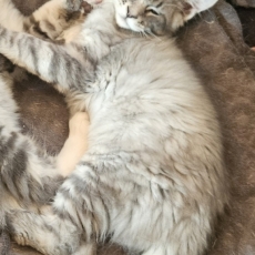 Chaton Maine Coon à adopter au prix de 1200 €