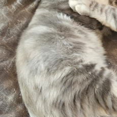 Acheter Maine Coon bébé pour 1200 €