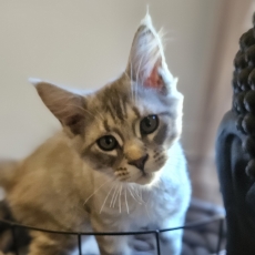 Chaton Maine Coon à adopter au prix de 1200 €