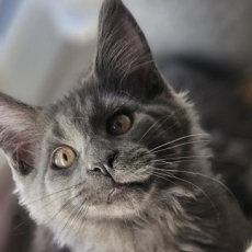 Maine Coon chaton vendu 1200 €