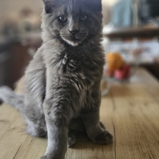Maine Coon chaton vendu 1200 €