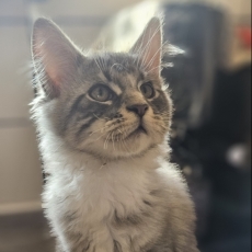 Adoption chaton Maine Coon au prix de 1200 €