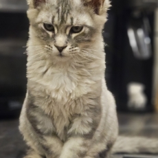 Chaton Maine Coon à adopter au prix de 1200 €