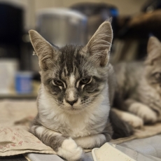 Adoption chaton Maine Coon au prix de 1200 €