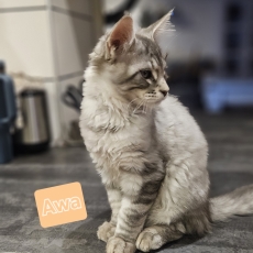 Chaton Maine Coon à adopter au prix de 1200 €