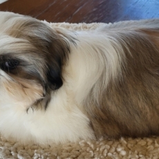 Chiot Shih Tzu à vendre au prix de 2000 € vacciné et identifié.
