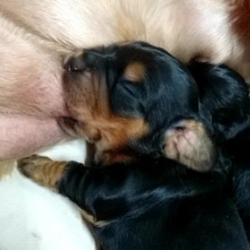 Chiot Cocker Anglais Spaniel à vendre au prix de 1500 € vacciné et identifié.