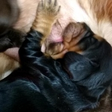 Ce petite m�le Cocker Anglais Spaniel propos� � l'achat est n� le 15/02/2026.