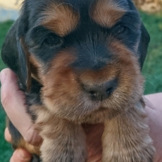 Chiot d'apparence de race Cocker Anglais Spaniel � adopter.