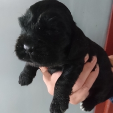 Cocker Anglais Spaniel chiot vendu 1500 €