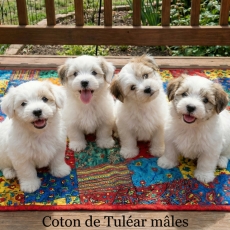 Ce petite mâle Coton de Tulear proposé à l'achat est né le 19/12/2025.