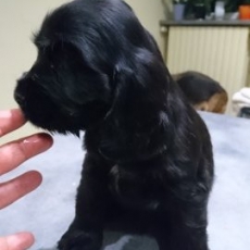 Chiot Cocker Anglais Spaniel à adopter au prix de 1500 €