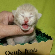 Acheter Chat Savannah bébé pour 1500 €