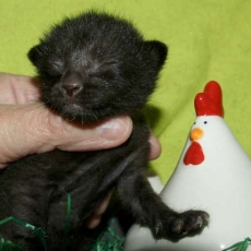 Chat Savannah chaton vendu 1850 €