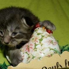 Maine Coon chaton vendu 1450 €