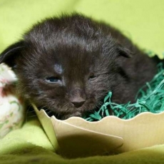 Acheter Maine Coon bébé pour 1450 €