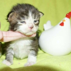 Acheter Maine Coon bébé pour 1450 €