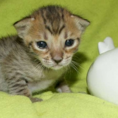 Adoption chaton Chat Savannah au prix de 1850 €