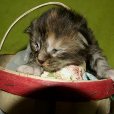 Chaton Maine Coon à adopter au prix de 1450 €