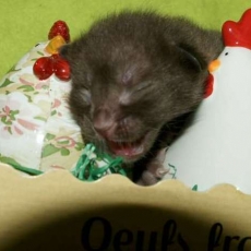 Chaton Chat Savannah à adopter au prix de 1500 €