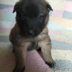 Tervueren chiot vendu 1200 €