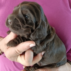 Chiot d'apparence de race Cocker Anglais Spaniel � adopter.