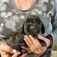 Chiot Cocker Anglais Spaniel � vendre au prix de 1500 � vaccin� et identifi�.