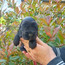 Ce petite m�le Cocker Anglais Spaniel propos� � l'achat est n� le 07/02/2026.