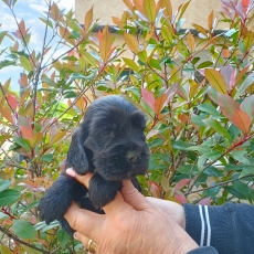 Cette petite femelle Cocker Anglais Spaniel propos�e � l'achat est n�e le 07/02/2026.
