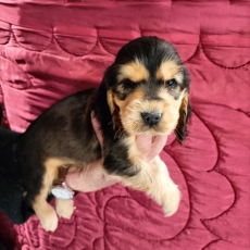 Chiot d'apparence de race Cocker Anglais Spaniel � adopter.