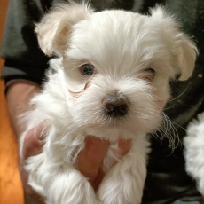 Chiot d'apparence de race Bichon Maltais � adopter.