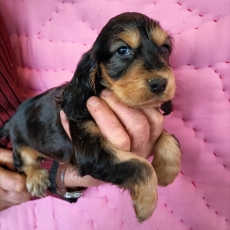 Adoption chiot Cocker Anglais Spaniel au prix de 1500 €