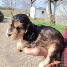Chiot Cocker Anglais Spaniel � vendre au prix de 1500 � vaccin� et identifi�.